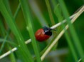 /album/coleoptera/chrysomela-populi-jpg/